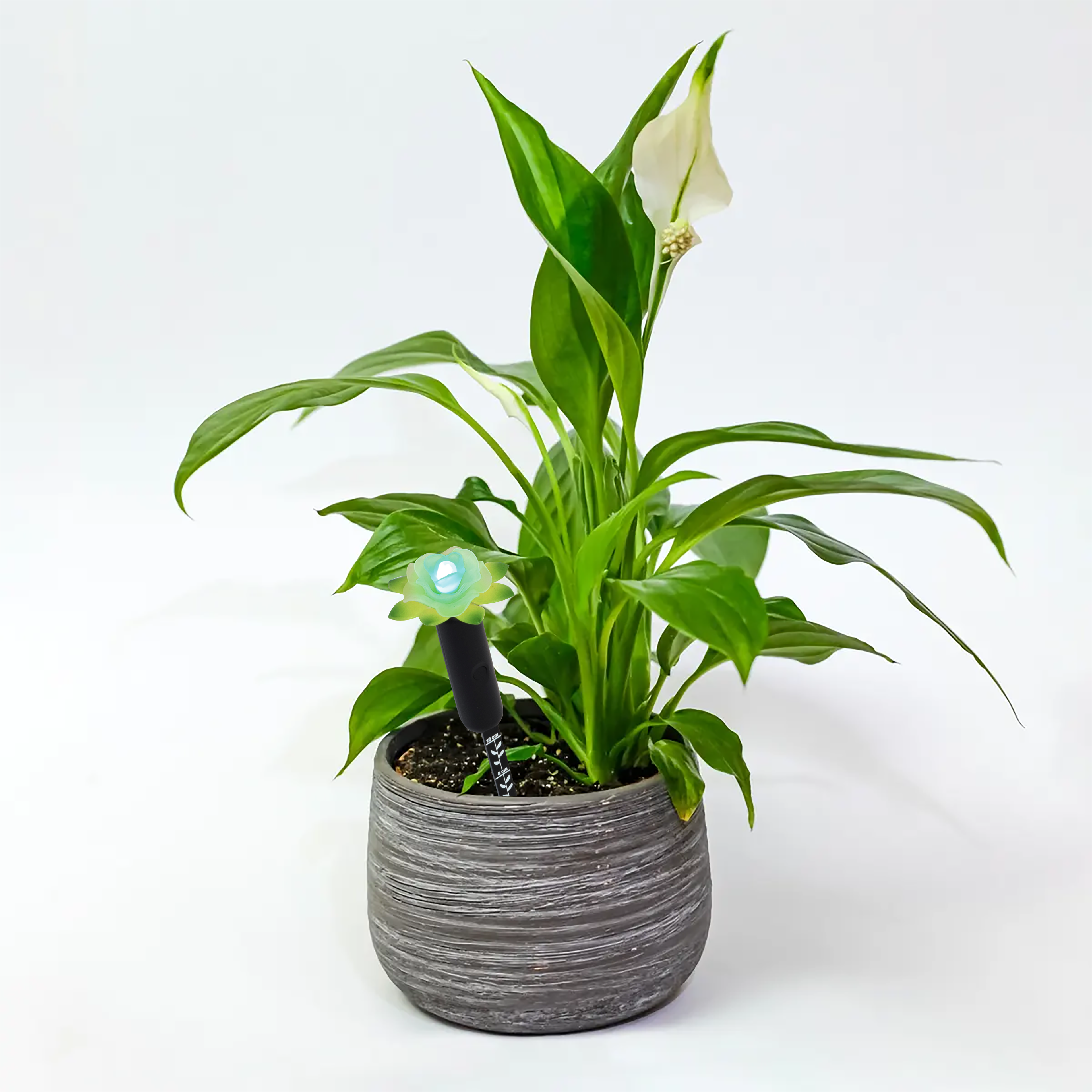 Plant Alarm Moisture Meter - Tall