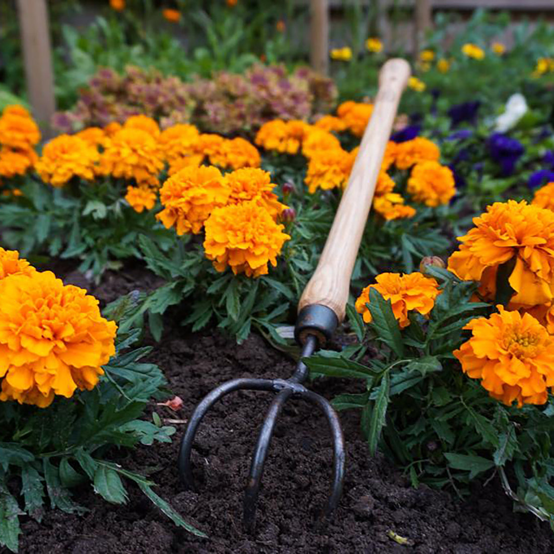 DeWit Cultivator - 3 Tine with Drop Grip