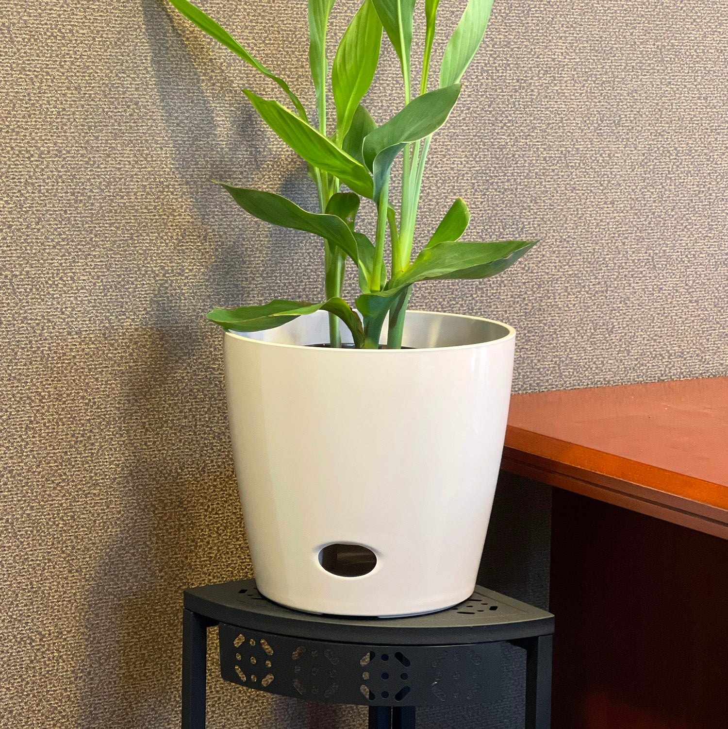 Self-Watering Bamboo Pot - 10" Cream Round