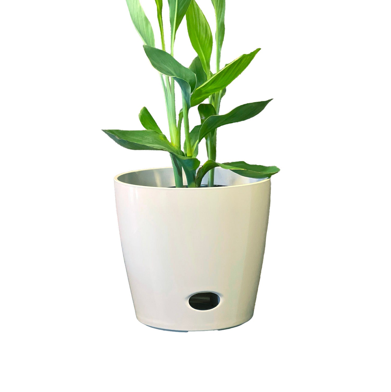 Self-Watering Bamboo Pot - 10" Cream Round