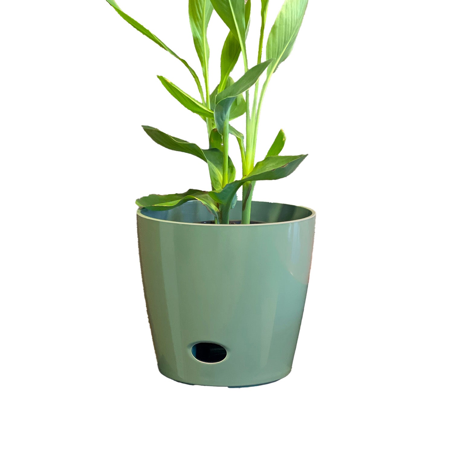 Self-Watering Bamboo Pot - 10" Sage Round