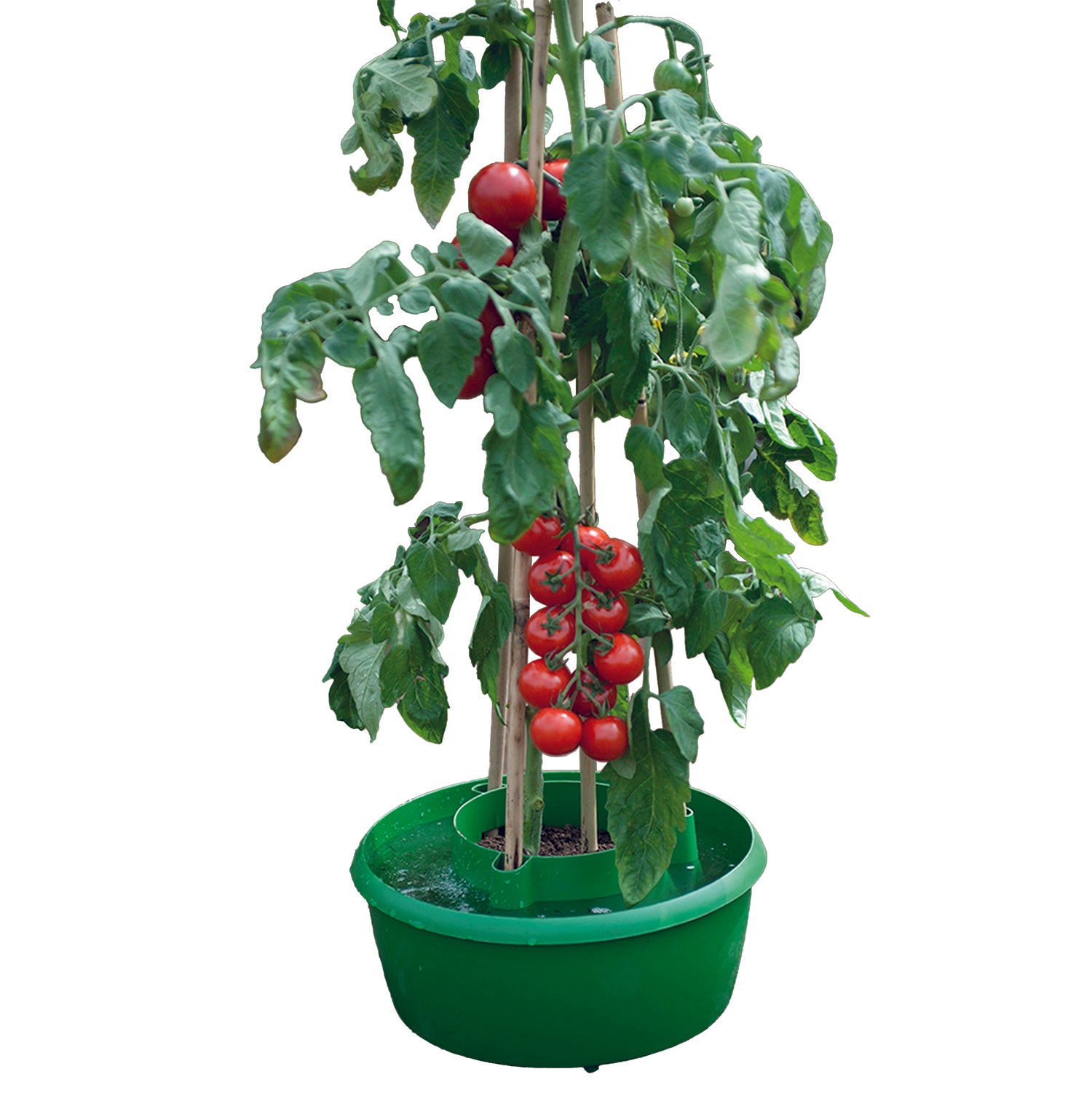 Plant Halos Watering & Plant Support - Green pack of 3