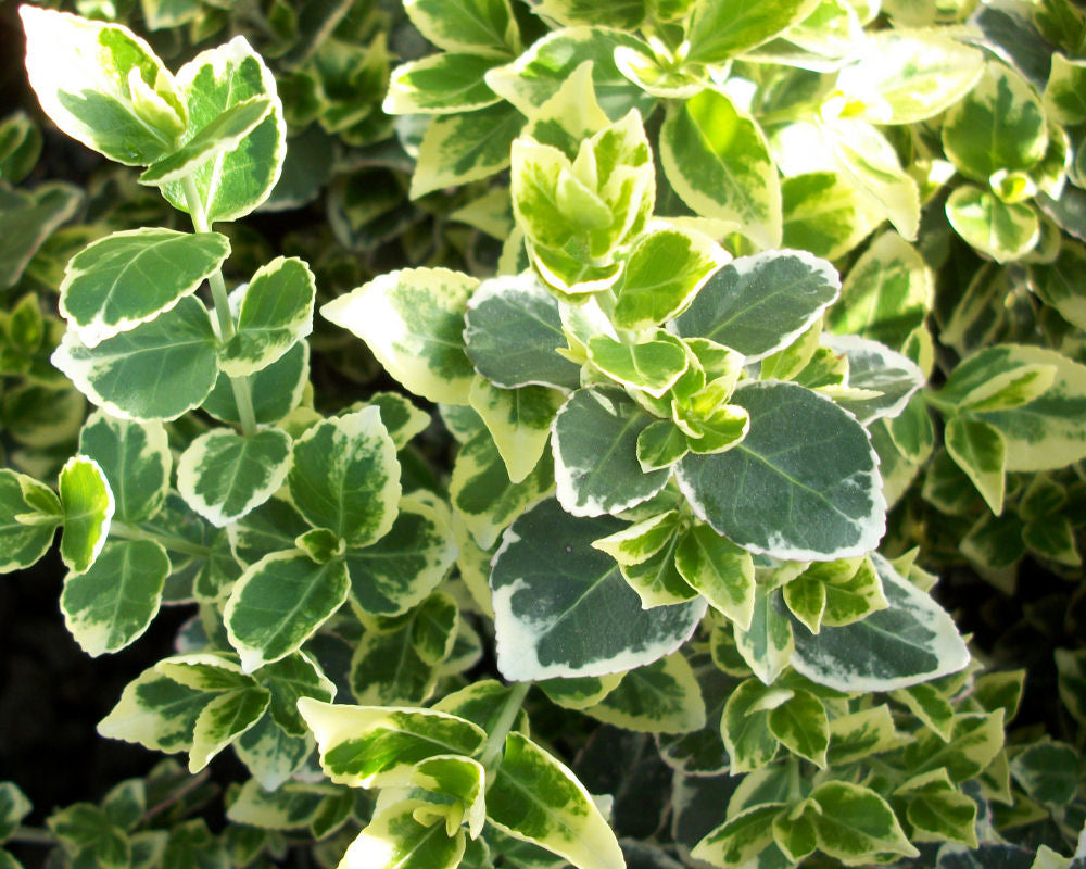 EUONYMUS FOR. &