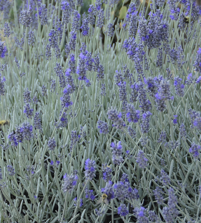 LAVANDULA &