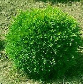 BUXUS &