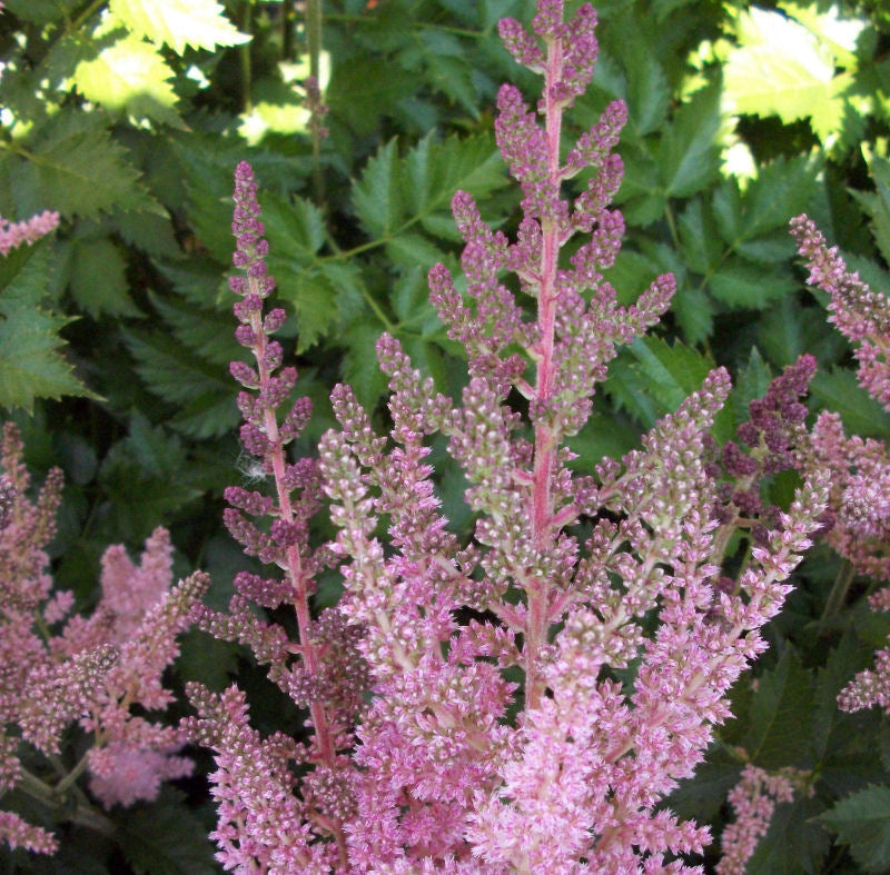 ASTILBE &