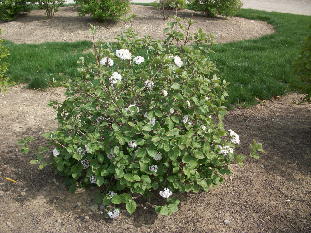 VIBURNUM CARLESII - 3 gallon (Fragrant Viburnum)
