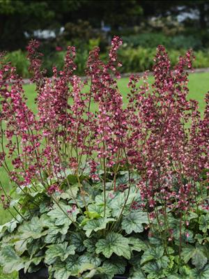 HEUCHERA &
