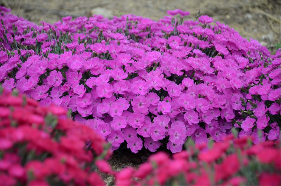 DIANTHUS &