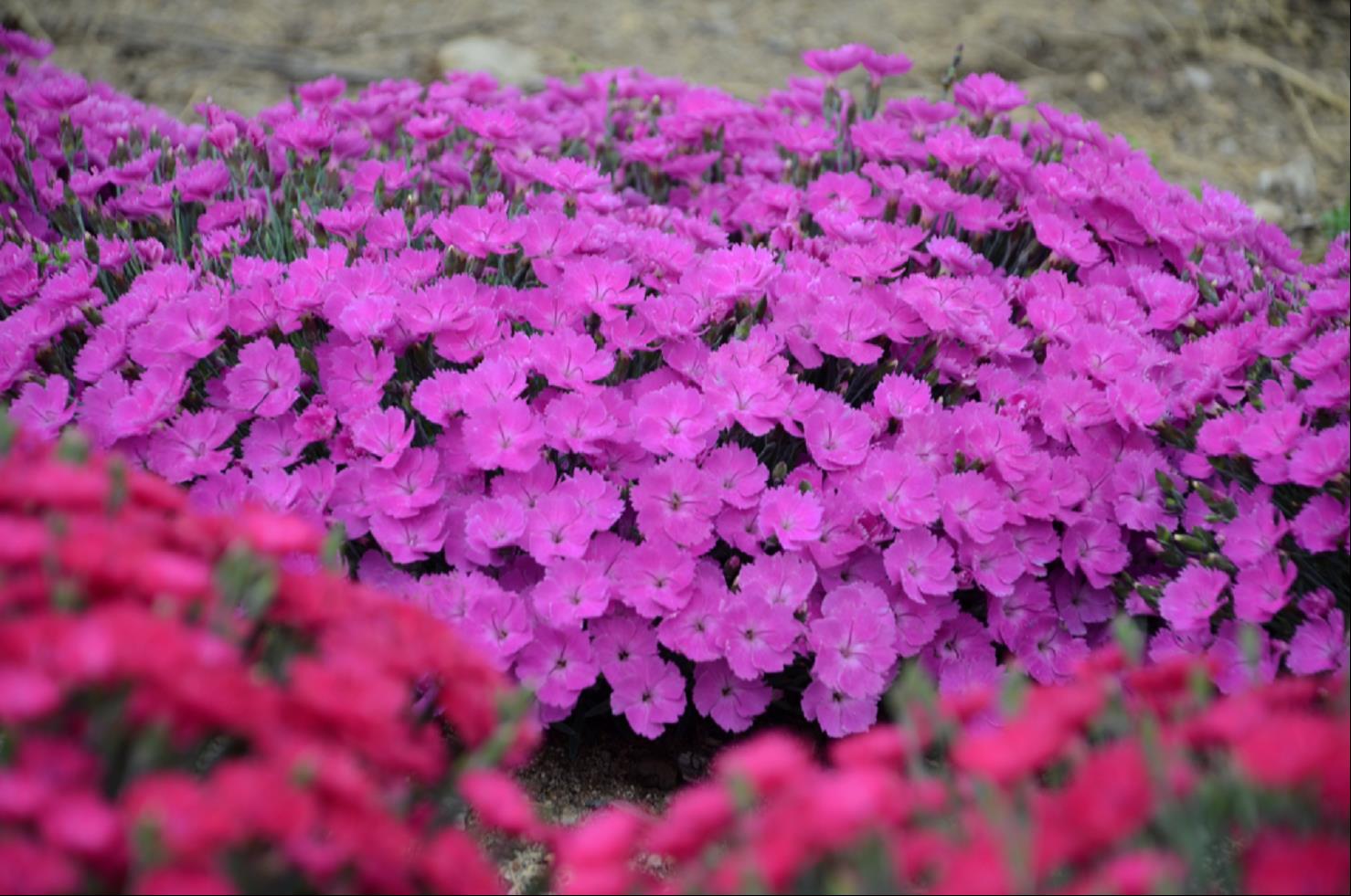 DIANTHUS &