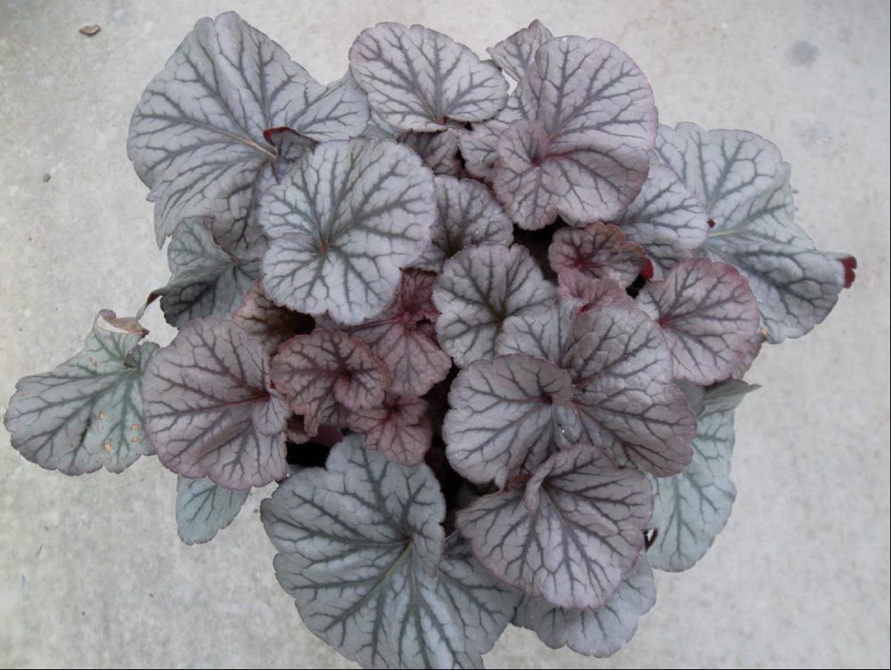 HEUCHERA &