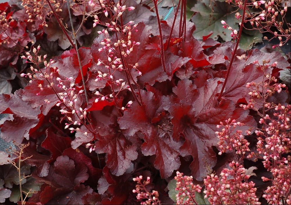 HEUCHERA &
