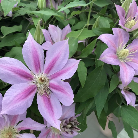 CLEMATIS &