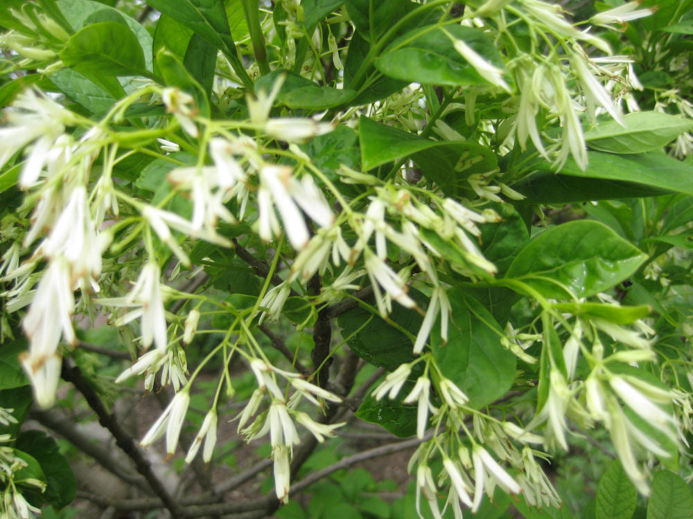 CHIONANTHUS VIRGINICUS - 3 gallon (Fringetree)
