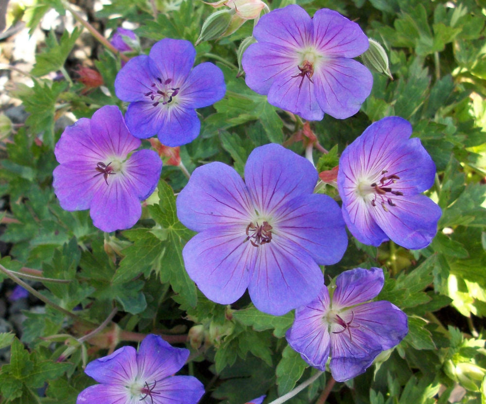 GERANIUM &
