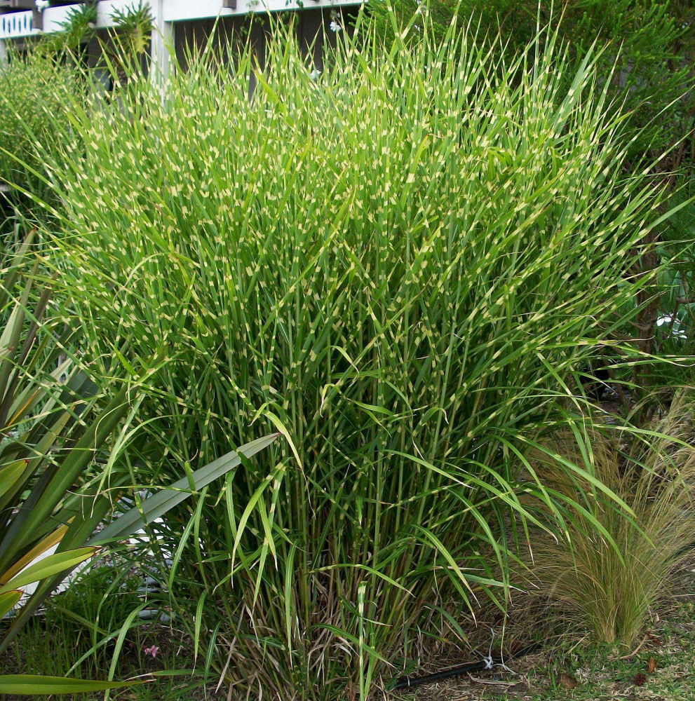 GRASS, MISCANTHUS &