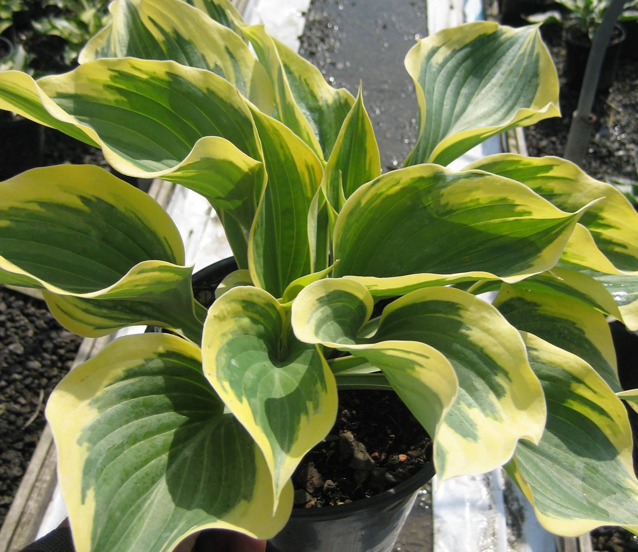 HOSTA &