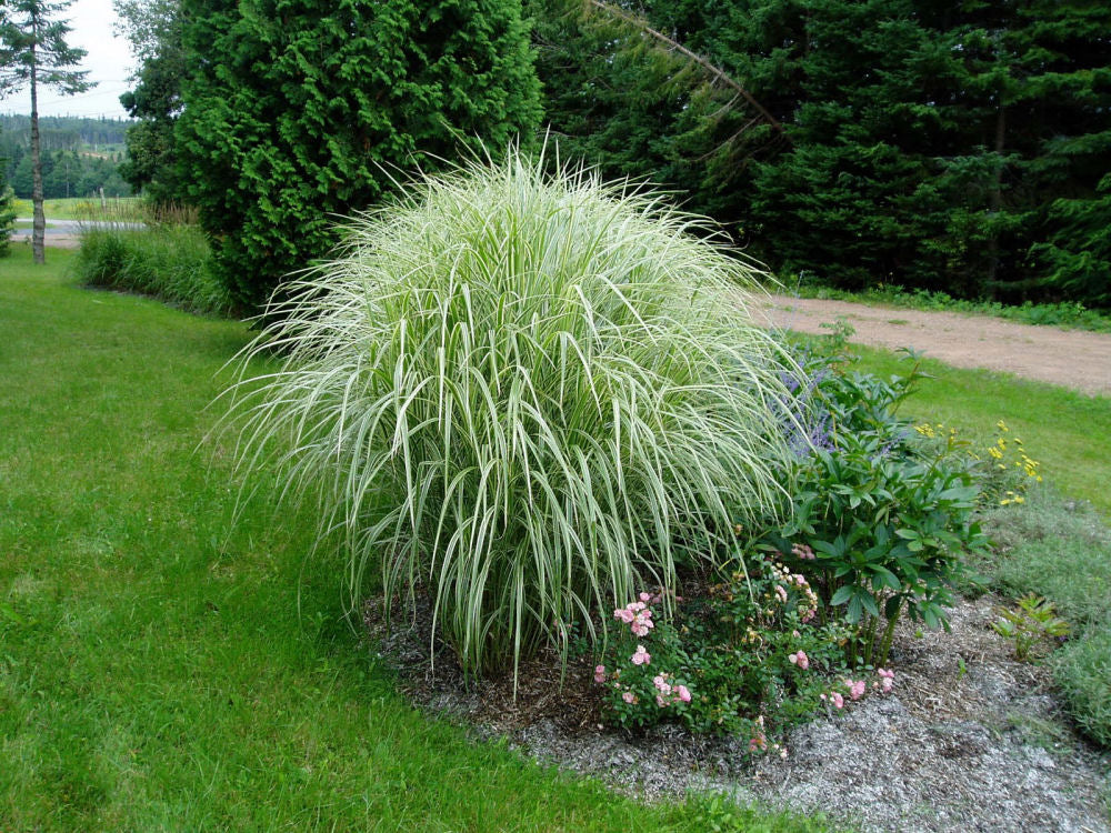 GRASS, MISCANTHUS &