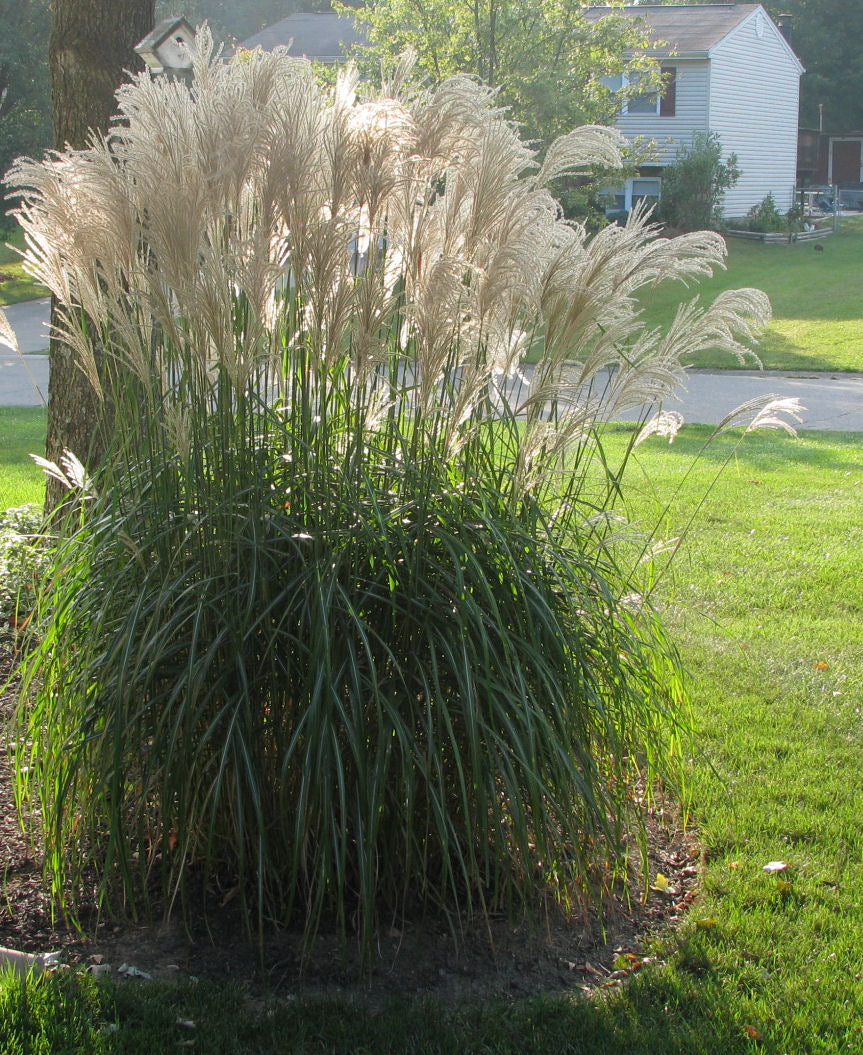 GRASS, MISCANTHUS &