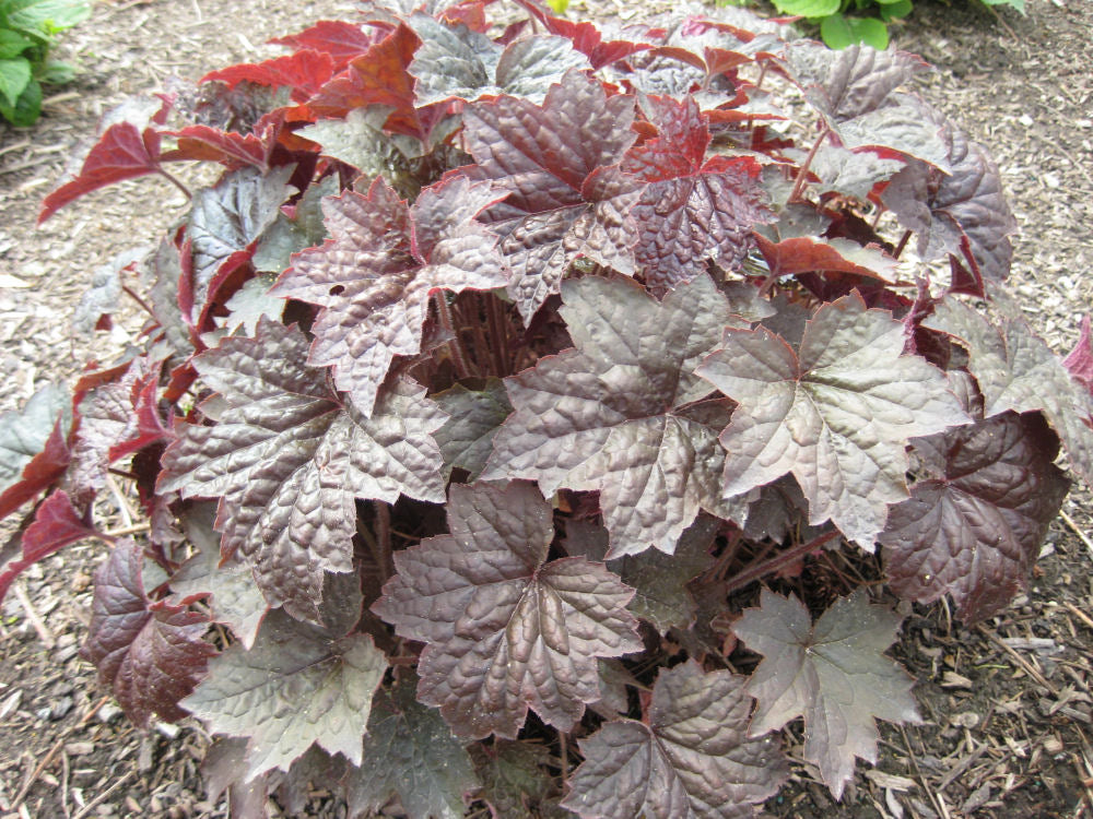 HEUCHERA &