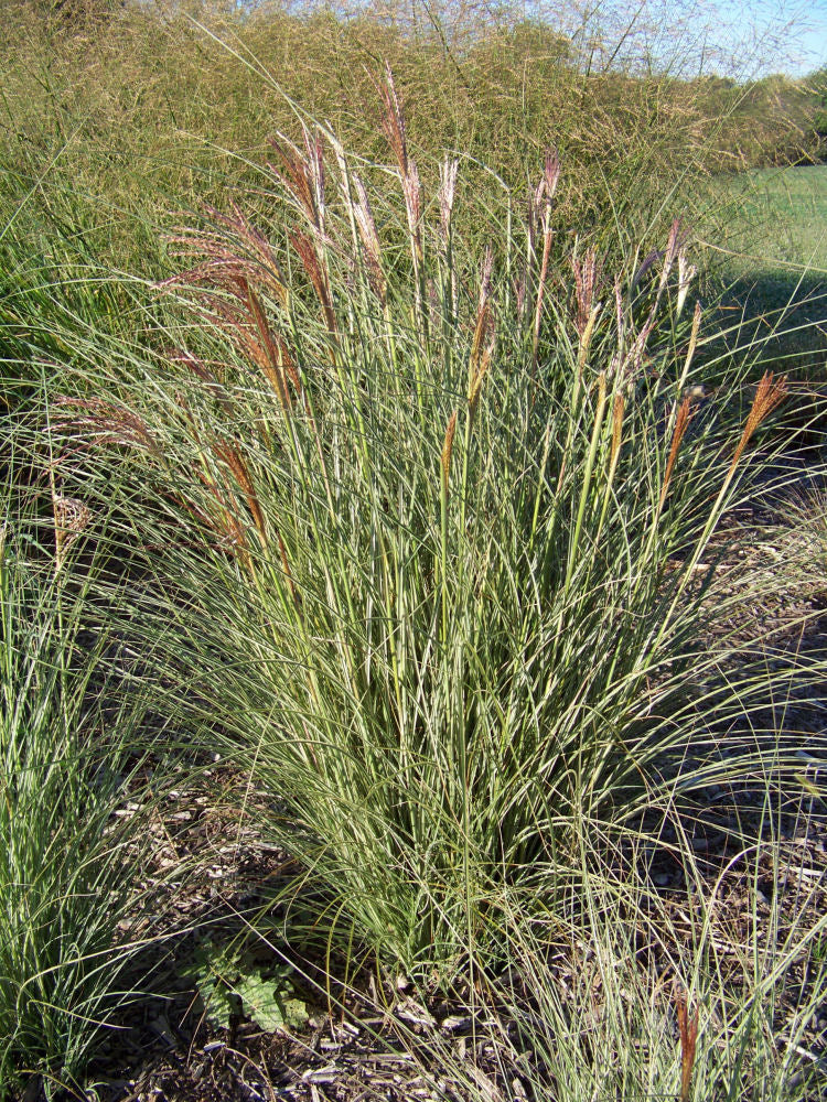 GRASS, MISCANTHUS &
