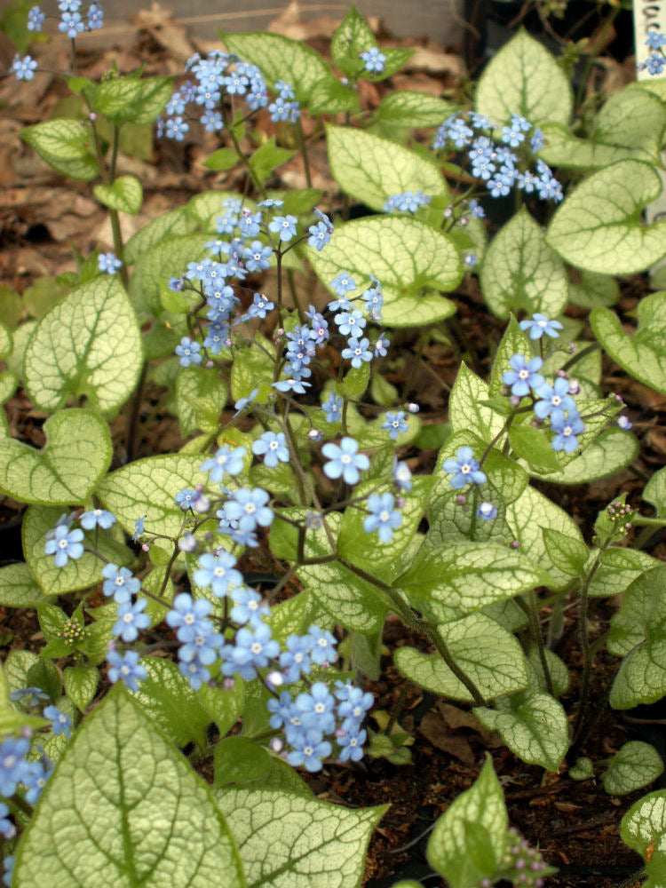BRUNNERA &