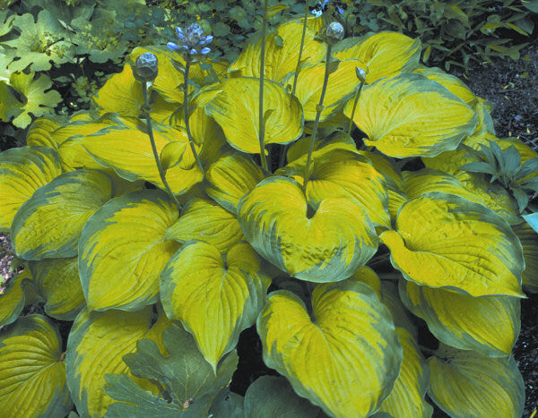 HOSTA &