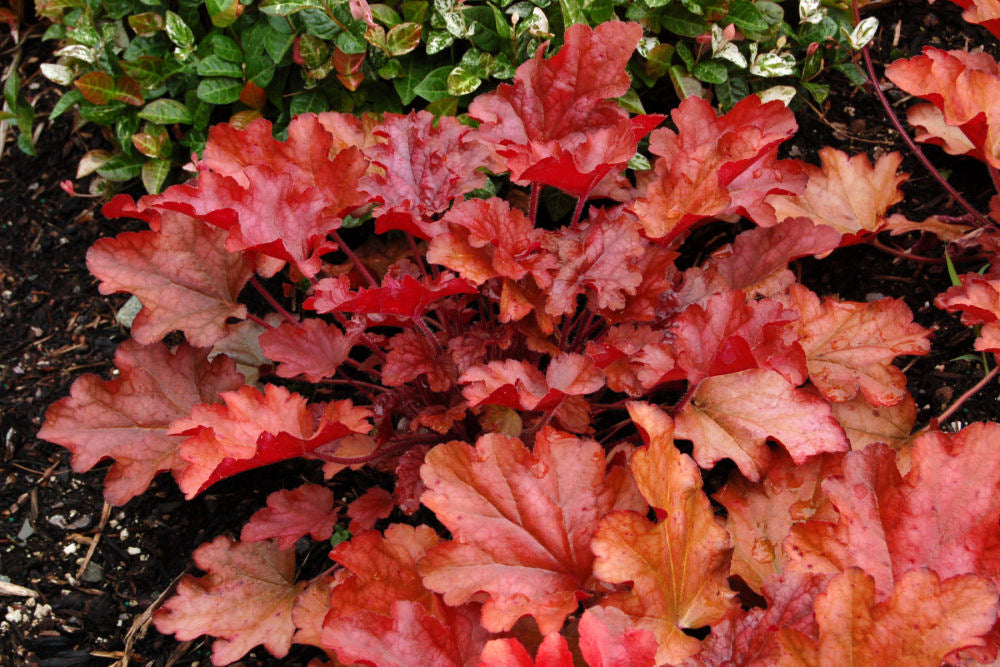 HEUCHERA &