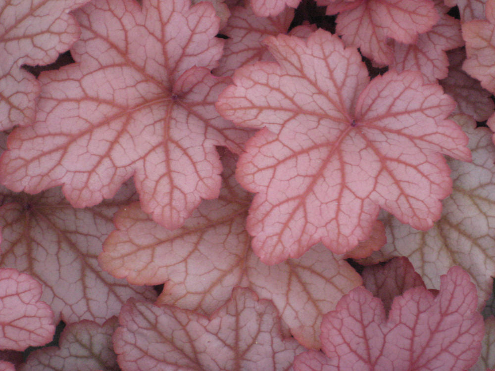 HEUCHERA &