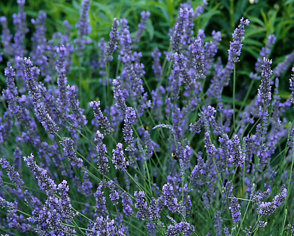 LAVANDULA &