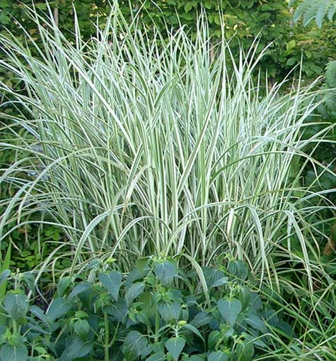 GRASS, MISCANTHUS &