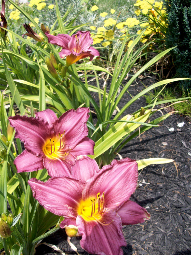 HEMEROCALLIS &