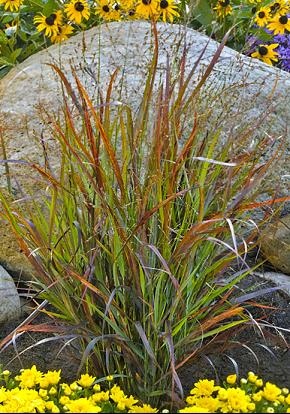 GRASS, PANICUM &