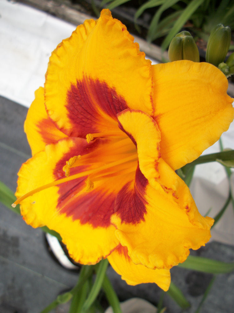 HEMEROCALLIS &