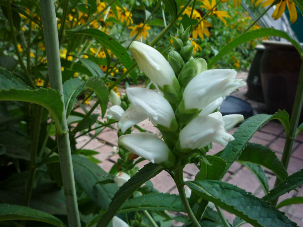 CHELONE GLABRA - 1 gallon (Turtlehead)