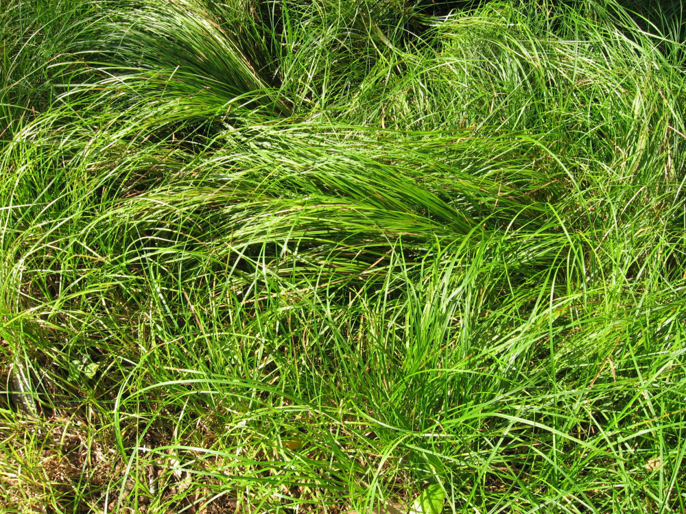 GRASS, CAREX &