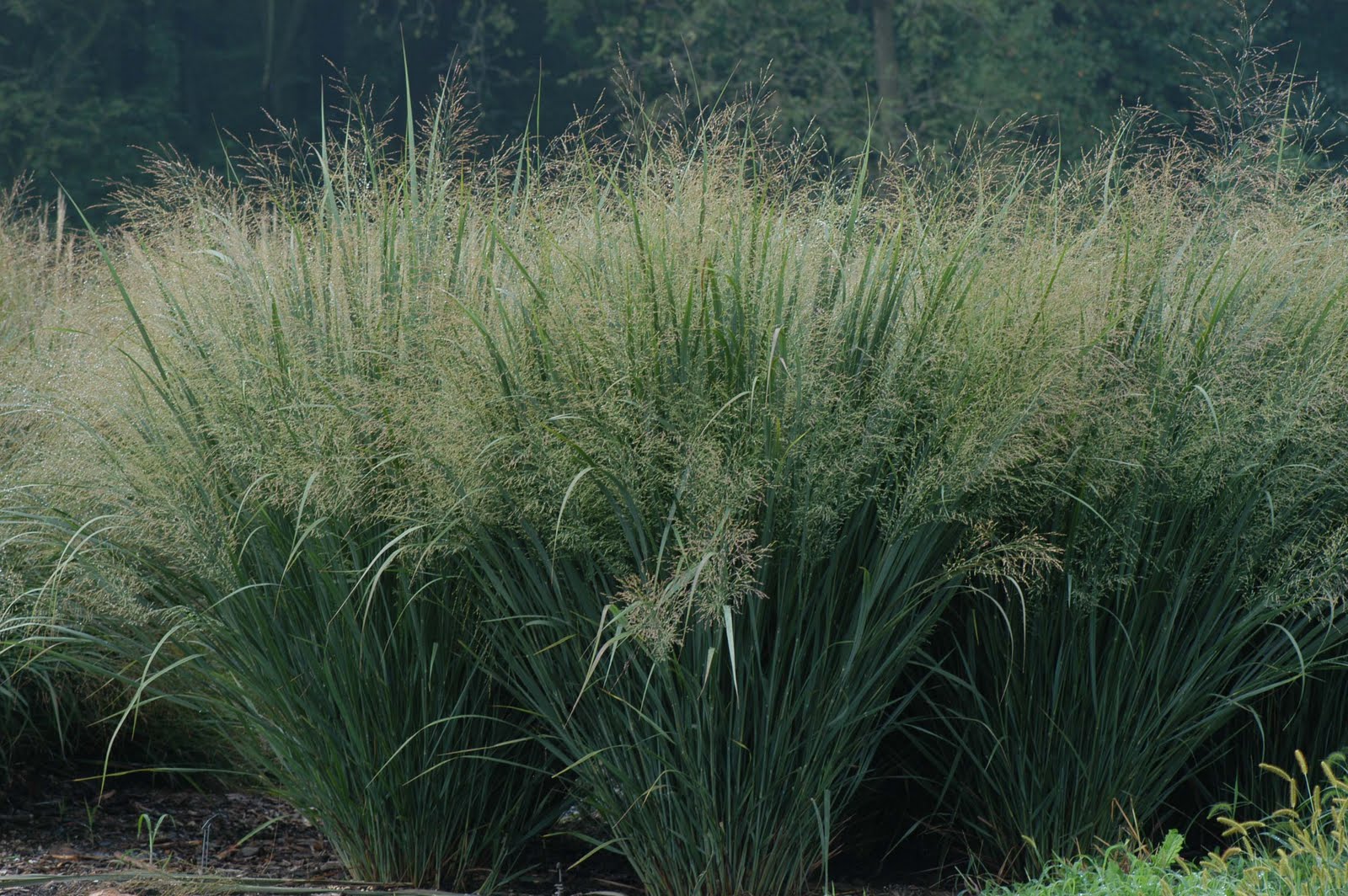 GRASS, PANICUM &