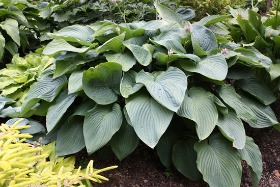 HOSTA &