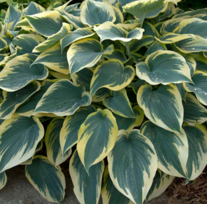 HOSTA &