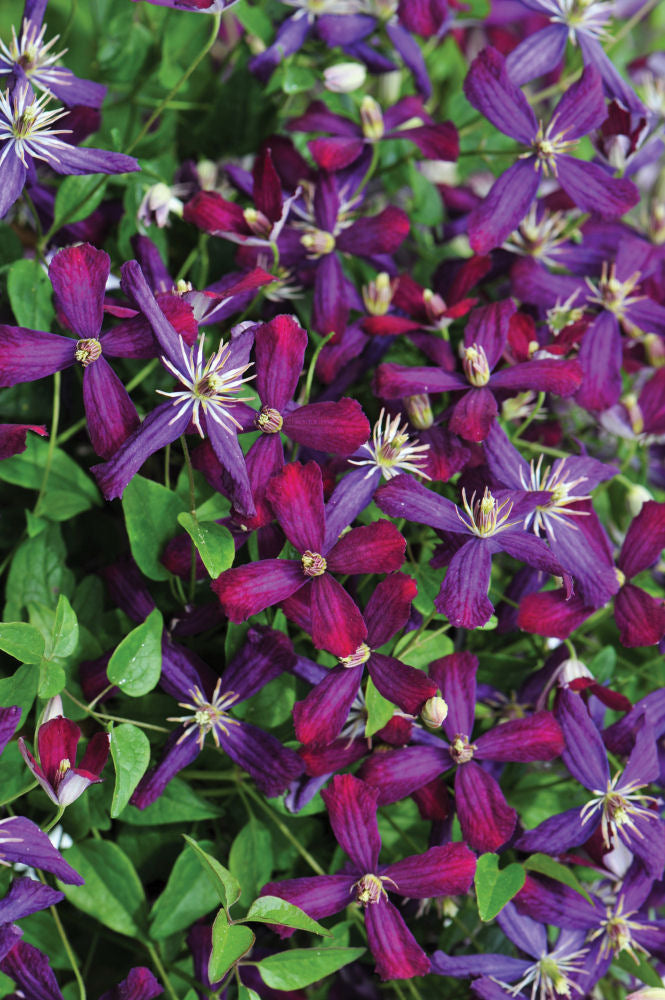 CLEMATIS &