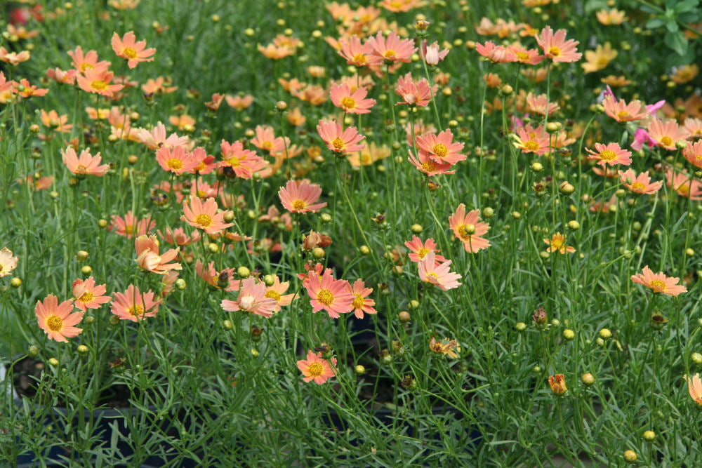 COREOPSIS &