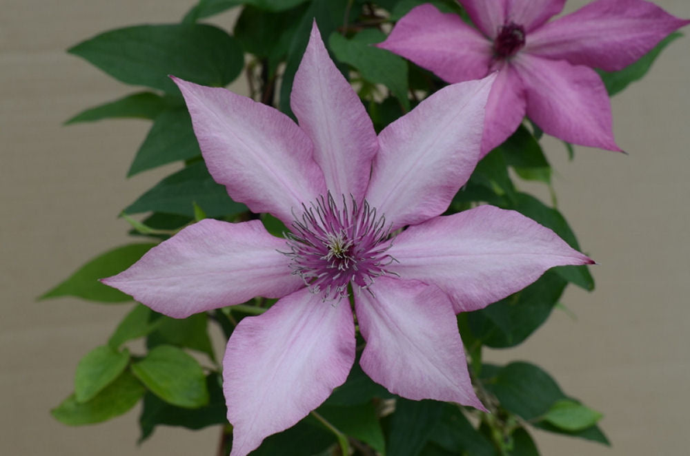 CLEMATIS &
