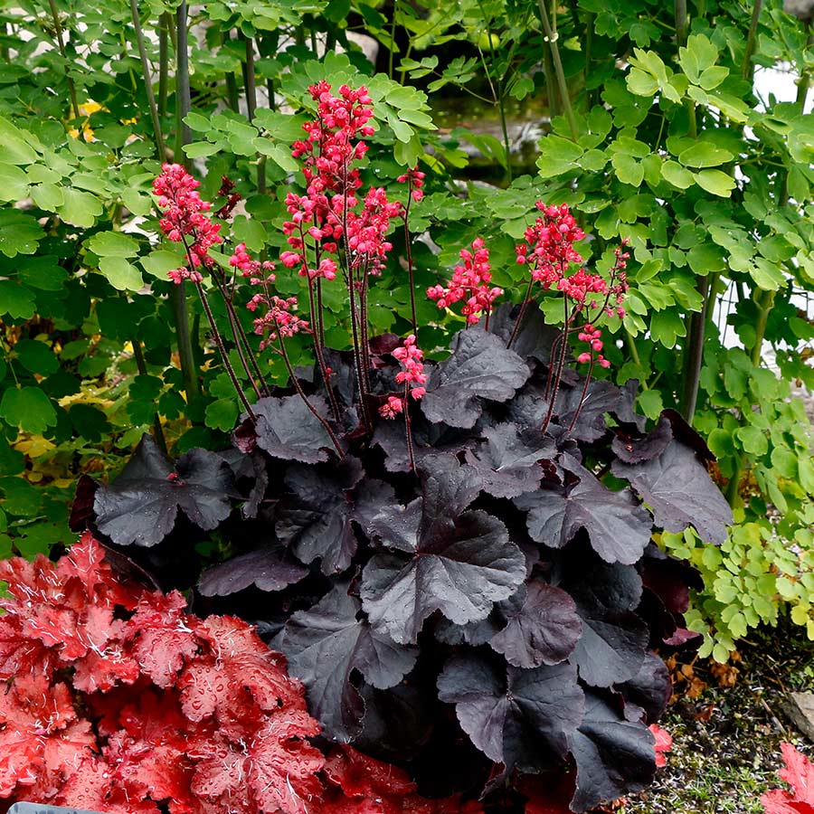 HEUCHERA &