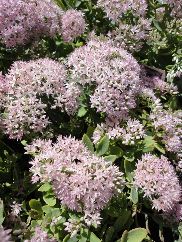 SEDUM &
