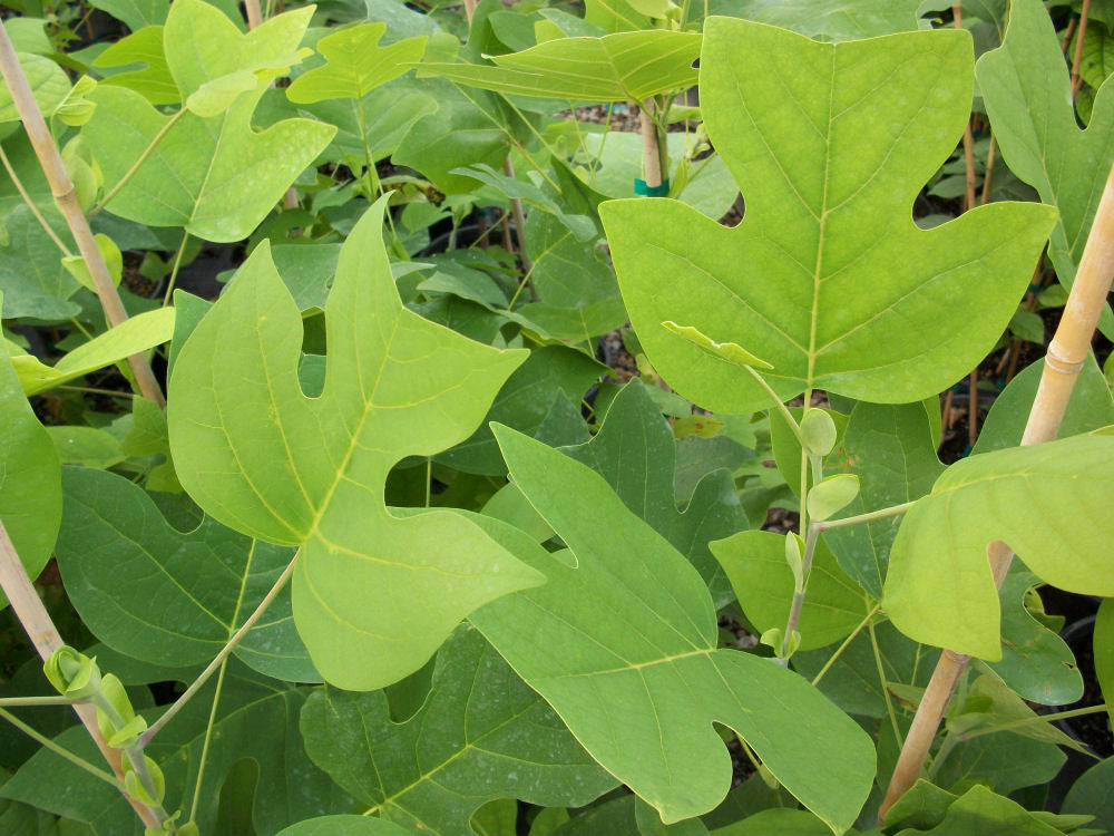 LIRIODENDRON TULIPIFERA - 3 gallon (Tulip Tree)