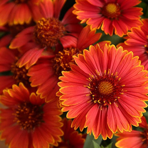 GAILLARDIA &