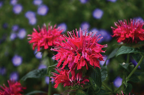 MONARDA &
