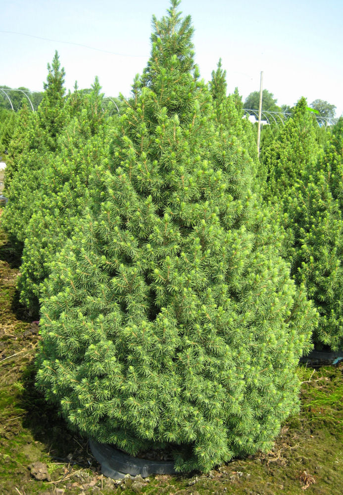 PICEA, GLAUCA &