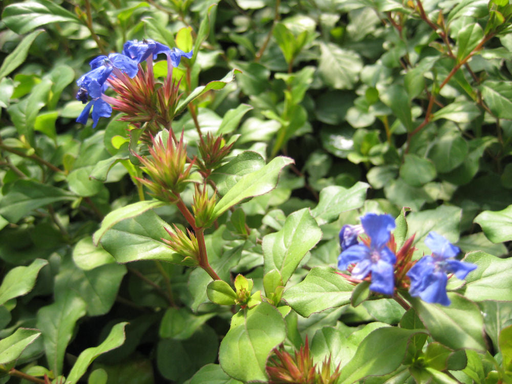 CERATOSTIGMA PLUMBAGINOIDES - 1 gallon (Dwarf Plumbago)