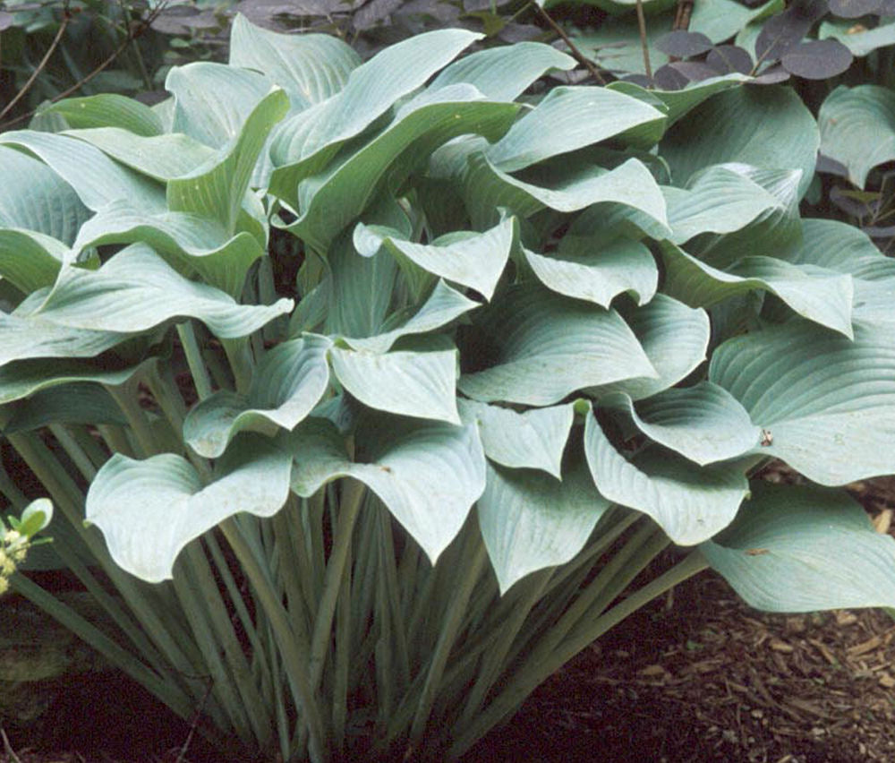 HOSTA &